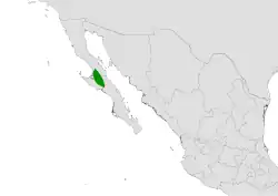 Cylindropuntia calmalliana