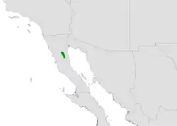 Cylindropuntia californica subsp. delgadilloana