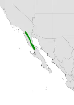 Cylindropuntia ganderi