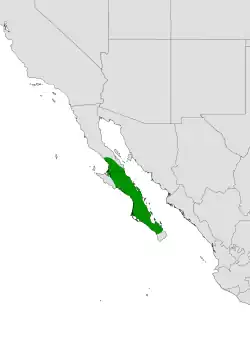 Cylindropuntia lindsayi