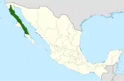 Cylindropuntia molesta