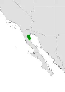 Cylindropuntia sanfelipensis