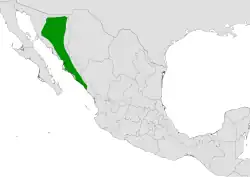 Cylindropuntia thurberi