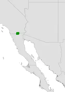 Cylindropuntia wolfii