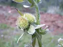Los 4 lóbulos formarán 4 núculas en el esquizocarpo de núculas, fruto típico de Boraginaceae y también de Lamiaceae (las labiadas). Aquí se observan el estilo persistente y el cáliz persistente en el fruto.