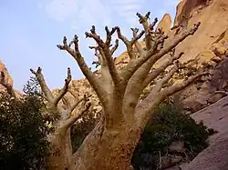 Cyphostemma currorii en agosto en Spitzkoppe (Namibia)