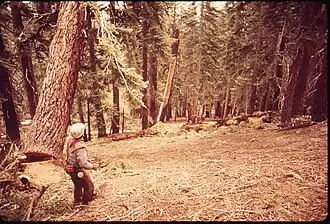 Derribo de un árbol