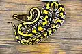 Tiger shade Ball python.
