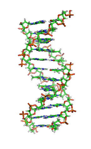 Animación de la estructura de una sección de ADN. Las bases se encuentran horizontalmente entre las dos hebras en espiral. Versión ampliada[55]​