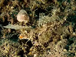 Synchiropus morrisoni