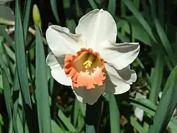 Una de las variedades de narcisos.