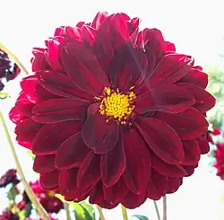 Dahlia 'Arabian Night'