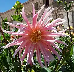 Dahlia 'Jeanne d'Arc'.