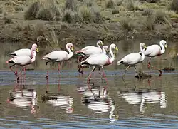 Flamencos (Phoenicoparrus jamesi) en el agua, Bolivia.
