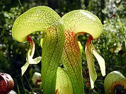 Lirio Cobra (Darlingtonia californica), al norte de California.