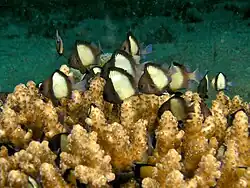 Grupo de Dascyllus reticulatus sobre colonia de A. loripes