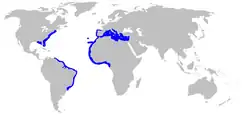Range of the roughtail stingray