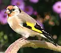 Goldfinch