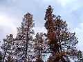 Pinos muertos por Dendroctonus ponderosae en la Columbia Británica.