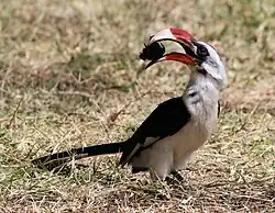 Macho de toco de Von der Decken, parque nacional Serengeti, Tanzania