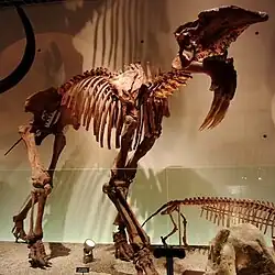 Esqueleto de Deinotherium.