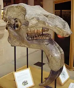 Cráneo de Deinotherium giganteum en el Museo de Historia Natural de Oxford