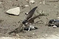 Bird with blue head, brown wings and white underparts on the ground pulling up muddy grass with its wings spread. Another such bird is to the right, with its beak, also pulling up grass.