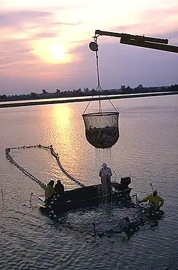 Photo of dripping, cup-shaped net, approximately 6&nbsp;pies (1,8&nbsp;m) in diameter and equally tall, half full of fish, suspended from crane boom, with 4 workers on and around larger, ring-shaped structure in water.