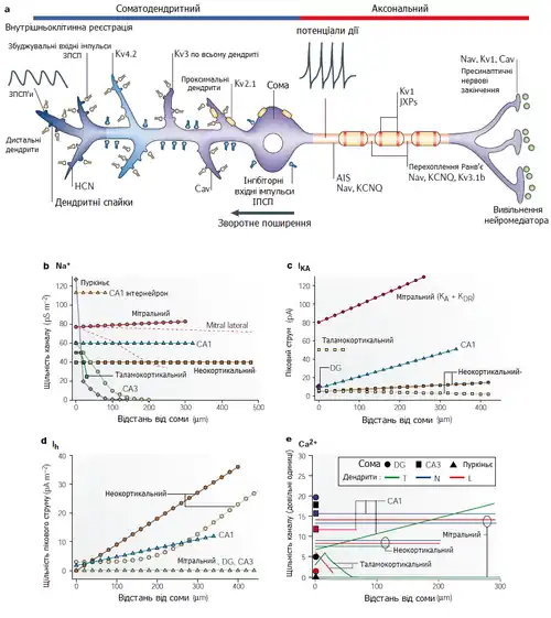 Voltajes de dendritas