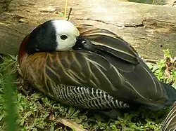 Especie Dendrocygna.