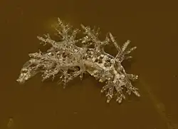 Dendronotus venustus