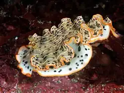 Dermatobranchus nigropunctatus