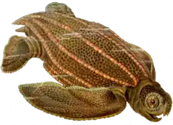 En detalle, la figura 1: Dermochelys coriacea.