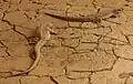 Iguanas del desierto en su hábitat en el Zoológico de Búfalo.