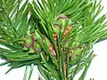 Agalla en Picea abies