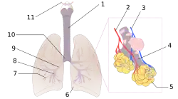 Diagrama de los pulmones. 1:Tráquea 2:Arteria pulmonar 3:Vena pulmonar 4:Conducto alveolar 5:Alvéolos 6:Corte cardíaco 7:Bronquiolos 8:Bronquios terciarios 9:Bronquios secundarios 10:Bronquios primarios 12:Laringe. Las venas bronquiales no están visibles.