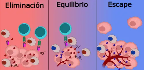 Esquema dividido en tres secciones, observando la eliminación, equilibrio y escape.