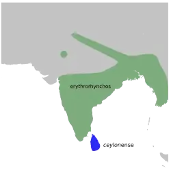 Distribución del picaflores piquirrojo.