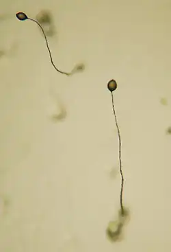 Dictyostelium, 5-cuerpos fructíferos