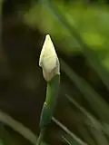 Brote de Dietes bicolor
