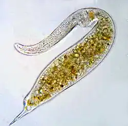 Dileptus (Haptorida)