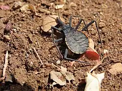 Un espécimen juvenil de Dipetalogaster maxima sobre un sustrato con hojas y tierra.