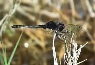 Diplacodes lefebvrii