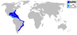 Distribución del sargo plateado