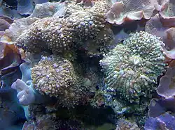 Discosoma carlgreni en el Bristol Zoo