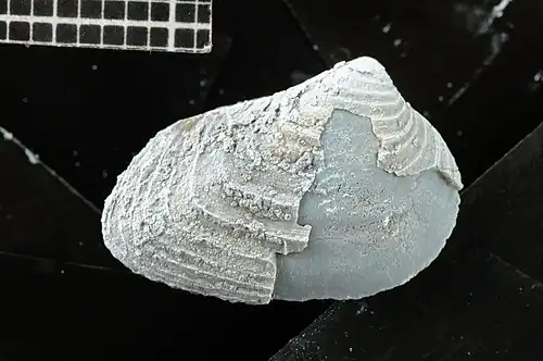 Ejemplar de Disparilia elongata proveniente de la Formación Agrio, Argentina.