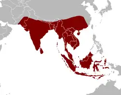 Distribución de la familia Pangasiidae