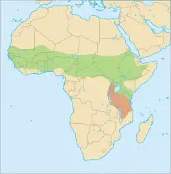&nbsp;&nbsp;&nbsp;&nbsp;&nbsp;Distribución del gálago menor&nbsp;&nbsp;&nbsp;&nbsp;&nbsp;Zonas de distribución posible o accidental