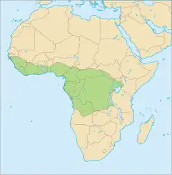 Distribución del pangolín arborícola