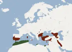 alt=&nbsp;&nbsp;&nbsp;&nbsp;&nbsp;R. m. mehelyi &nbsp;&nbsp;&nbsp;&nbsp;&nbsp;R. m. tuneti